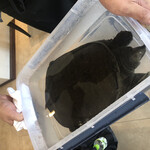 プレゼンテ スギ - すっぽん