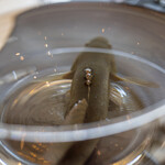 プレゼンテ スギ - 2020.8 利根川産カワアナゴ