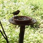 くつきそば 永昌庵 - 