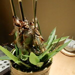 祇園 又吉 - 琵琶湖産天然鮎炭焼き 重湯と蓼で