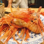 うを徳 - 羽幌産　牡丹海老