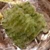 通 - 地海苔の刺身コンニャク