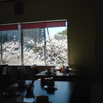 hachi - 窓の外は桜が満開