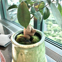 日本料理 「風花」 コンラッド東京 - 窓際の緑