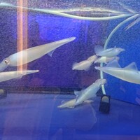 対馬のどぐろとイカ活き造り 博多 魚蔵 都ホテル店 - 