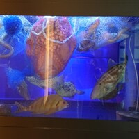 対馬のどぐろとイカ活き造り 博多 魚蔵 都ホテル店 - 