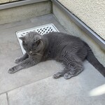 CALVA - 痩せっぽちの伝次郎