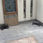 CALVA - コシャル（左）と死に猫状態の伝次郎（右）