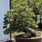 染地台 藪蕎麦 - 盆栽