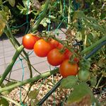 ステーキ・洋食のTANTO屋 - 2020.8