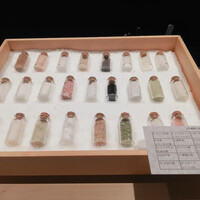 シブ ニシナカス - 