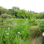 もり珈琲店 - 菖蒲の終わりと供に・・・