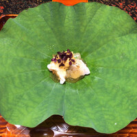 日本料理 新茶家 - 