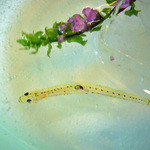 舞膳 - イサザ踊り食い