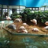 メヒコ 守谷フラミンゴ館