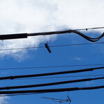 煮干し中華そば 一剣 - 桜伐採の名残