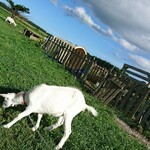 ミルク工房 ボン・サーブ - 