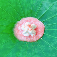 レストラン オオツ - 