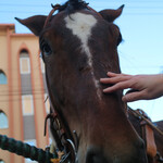 北子 - 何回会っても人懐っこいムサシコマ