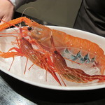 レストラン バカール - アカザ海老と縞海老