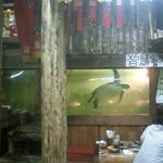 居魚屋　網元 - アオウミガメ、食べたら駄目な保護ガメ