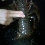 伊勢エビ、すっごく大きかった！！(@_@;)