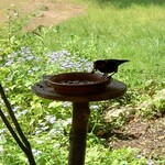 くつきそば 永昌庵 - 