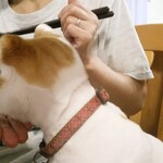 ヤオヨシ - 食べてみた（旨い）