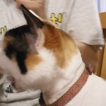 ヤオヨシ - 食べてみた（旨い）