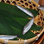 菊乃井 - 【　鮎のジャンプ　】　篭から座敷に飛び出した瞬間、やらせではありません。