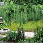 菊乃井 - この部屋の庭