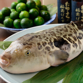 You can enjoy delicious live blowfish dishes all year round.