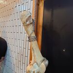 一条流がんこ総本家分家四谷荒木町 - 