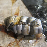 小判寿司 棚倉 - 【2017年7月】新子(十枚づけ①)(浜名湖)