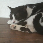 猫喫茶 毛玉 - 白黒の猫気持ち良さそうに寝てます。