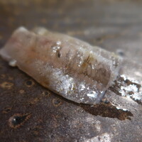 小判寿司 棚倉 - 【2019年9月】メヒカリ(相馬)