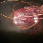 亀喜寿司 - 一人鍋 (写真は、刺身で食べたブドウ海老頭で出汁取り)