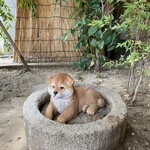 かおり屋 - 看板犬