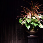 祇園 呂色 - 扉が開くとすぐ目に飛び込む華飾りは定期的に変えられてるそう