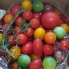 井出トマト農園