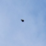 銀山茶屋 - お店様の上空で何かが飛んでます（6/27UP）