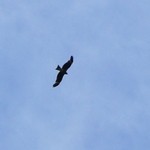 銀山茶屋 - お店様の上空で何かが飛んでます②（6/27UP）