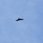 銀山茶屋 - お店様の上空で何かが飛んでます③（6/27UP）