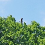 銀山茶屋 - お店様の上空で何かが飛んでます④（6/27UP）