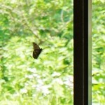 銀山茶屋 - 店内で珍しい蝶を発見です（6/27UP）