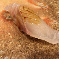 鮨 まるふく - 