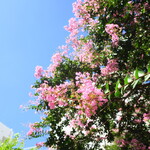 ラーメン二郎 - 近くで咲く百日紅