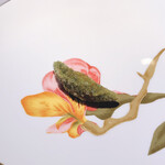 AMOUR - 枝豆ちゃん