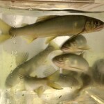 江戸前晋作 - 鮎