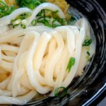 Fujimi Udon - 冷かけ　(麺)